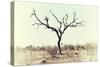 Awesome South Africa Collection - Savanna Tree X-Philippe Hugonnard-Stretched Canvas
