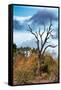 Awesome South Africa Collection - Savanna Tree-Philippe Hugonnard-Framed Stretched Canvas