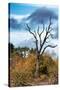 Awesome South Africa Collection - Savanna Tree-Philippe Hugonnard-Stretched Canvas