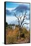 Awesome South Africa Collection - Savanna Tree-Philippe Hugonnard-Framed Stretched Canvas