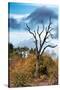 Awesome South Africa Collection - Savanna Tree-Philippe Hugonnard-Stretched Canvas