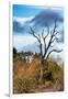 Awesome South Africa Collection - Savanna Tree-Philippe Hugonnard-Framed Photographic Print