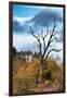 Awesome South Africa Collection - Savanna Tree-Philippe Hugonnard-Framed Photographic Print