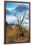 Awesome South Africa Collection - Savanna Tree-Philippe Hugonnard-Framed Photographic Print