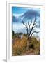 Awesome South Africa Collection - Savanna Tree-Philippe Hugonnard-Framed Premium Photographic Print