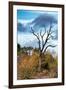 Awesome South Africa Collection - Savanna Tree-Philippe Hugonnard-Framed Premium Photographic Print