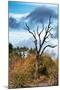 Awesome South Africa Collection - Savanna Tree-Philippe Hugonnard-Mounted Premium Photographic Print