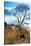 Awesome South Africa Collection - Savanna Tree-Philippe Hugonnard-Stretched Canvas