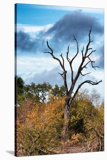 Awesome South Africa Collection - Savanna Tree-Philippe Hugonnard-Stretched Canvas