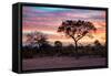 Awesome South Africa Collection - Savanna Trees at Sunrise I-Philippe Hugonnard-Framed Stretched Canvas