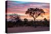 Awesome South Africa Collection - Savanna Trees at Sunrise I-Philippe Hugonnard-Stretched Canvas