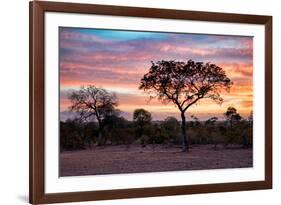 Awesome South Africa Collection - Savanna Trees at Sunrise I-Philippe Hugonnard-Framed Photographic Print