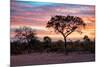 Awesome South Africa Collection - Savanna Trees at Sunrise I-Philippe Hugonnard-Mounted Photographic Print