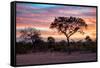 Awesome South Africa Collection - Savanna Trees at Sunrise I-Philippe Hugonnard-Framed Stretched Canvas