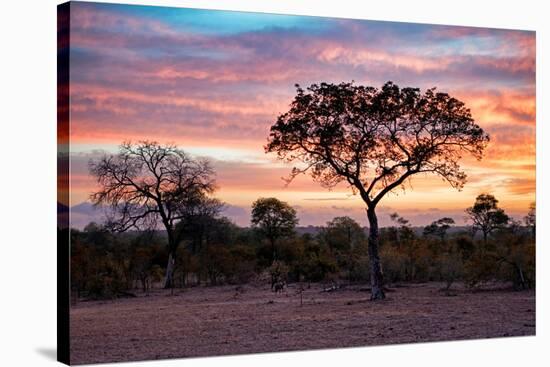 Awesome South Africa Collection - Savanna Trees at Sunrise I-Philippe Hugonnard-Stretched Canvas