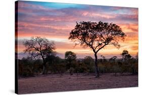 Awesome South Africa Collection - Savanna Trees at Sunrise I-Philippe Hugonnard-Stretched Canvas