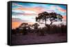 Awesome South Africa Collection - Savanna Trees at Sunrise II-Philippe Hugonnard-Framed Stretched Canvas