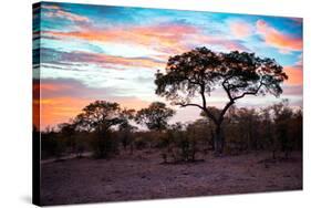 Awesome South Africa Collection - Savanna Trees at Sunrise II-Philippe Hugonnard-Stretched Canvas
