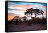 Awesome South Africa Collection - Savanna Trees at Sunrise II-Philippe Hugonnard-Framed Stretched Canvas