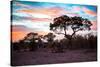 Awesome South Africa Collection - Savanna Trees at Sunrise II-Philippe Hugonnard-Stretched Canvas