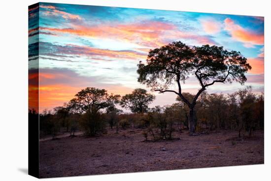 Awesome South Africa Collection - Savanna Trees at Sunrise II-Philippe Hugonnard-Stretched Canvas