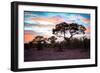 Awesome South Africa Collection - Savanna Trees at Sunrise II-Philippe Hugonnard-Framed Photographic Print