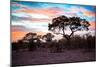 Awesome South Africa Collection - Savanna Trees at Sunrise II-Philippe Hugonnard-Mounted Photographic Print