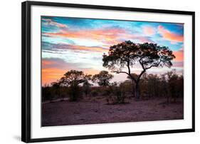 Awesome South Africa Collection - Savanna Trees at Sunrise II-Philippe Hugonnard-Framed Photographic Print