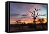 Awesome South Africa Collection - Savanna Trees at Sunrise-Philippe Hugonnard-Framed Stretched Canvas