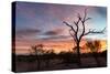 Awesome South Africa Collection - Savanna Trees at Sunrise-Philippe Hugonnard-Stretched Canvas