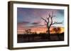 Awesome South Africa Collection - Savanna Trees at Sunrise-Philippe Hugonnard-Framed Photographic Print