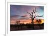 Awesome South Africa Collection - Savanna Trees at Sunrise-Philippe Hugonnard-Framed Photographic Print