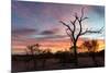 Awesome South Africa Collection - Savanna Trees at Sunrise-Philippe Hugonnard-Mounted Photographic Print