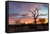 Awesome South Africa Collection - Savanna Trees at Sunrise-Philippe Hugonnard-Framed Stretched Canvas