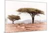 Awesome South Africa Collection - Savanna Trees XVIII-Philippe Hugonnard-Mounted Photographic Print