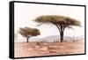 Awesome South Africa Collection - Savanna Trees XVIII-Philippe Hugonnard-Framed Stretched Canvas