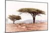 Awesome South Africa Collection - Savanna Trees XVIII-Philippe Hugonnard-Mounted Photographic Print