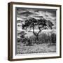 Awesome South Africa Collection Square - Acacia Tree at Sunrise B&W-Philippe Hugonnard-Framed Photographic Print