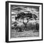 Awesome South Africa Collection Square - Acacia Tree at Sunrise B&W-Philippe Hugonnard-Framed Photographic Print