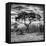 Awesome South Africa Collection Square - Acacia Tree at Sunrise B&W-Philippe Hugonnard-Framed Stretched Canvas