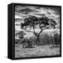 Awesome South Africa Collection Square - Acacia Tree at Sunrise B&W-Philippe Hugonnard-Framed Stretched Canvas