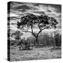 Awesome South Africa Collection Square - Acacia Tree at Sunrise B&W-Philippe Hugonnard-Stretched Canvas