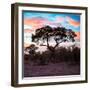 Awesome South Africa Collection Square - Acacia Tree at Sunrise-Philippe Hugonnard-Framed Photographic Print