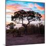 Awesome South Africa Collection Square - Acacia Tree at Sunrise-Philippe Hugonnard-Mounted Photographic Print