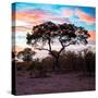 Awesome South Africa Collection Square - Acacia Tree at Sunrise-Philippe Hugonnard-Stretched Canvas