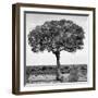 Awesome South Africa Collection Square - Acacia Tree B&W-Philippe Hugonnard-Framed Photographic Print