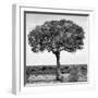 Awesome South Africa Collection Square - Acacia Tree B&W-Philippe Hugonnard-Framed Photographic Print