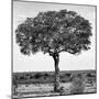 Awesome South Africa Collection Square - Acacia Tree B&W-Philippe Hugonnard-Mounted Photographic Print