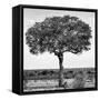 Awesome South Africa Collection Square - Acacia Tree B&W-Philippe Hugonnard-Framed Stretched Canvas