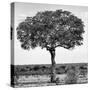 Awesome South Africa Collection Square - Acacia Tree B&W-Philippe Hugonnard-Stretched Canvas